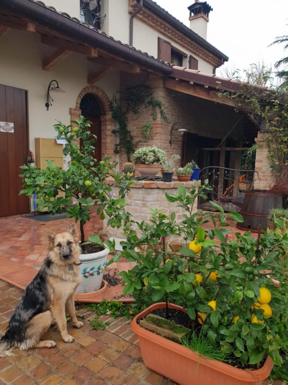 Ca' Dei Gelsi B&B Coriano Exterior foto