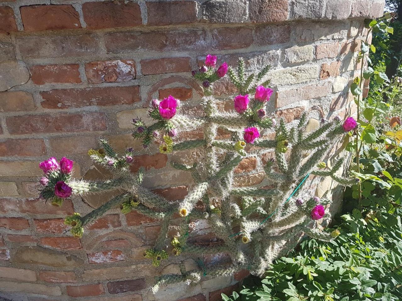 Ca' Dei Gelsi B&B Coriano Exterior foto